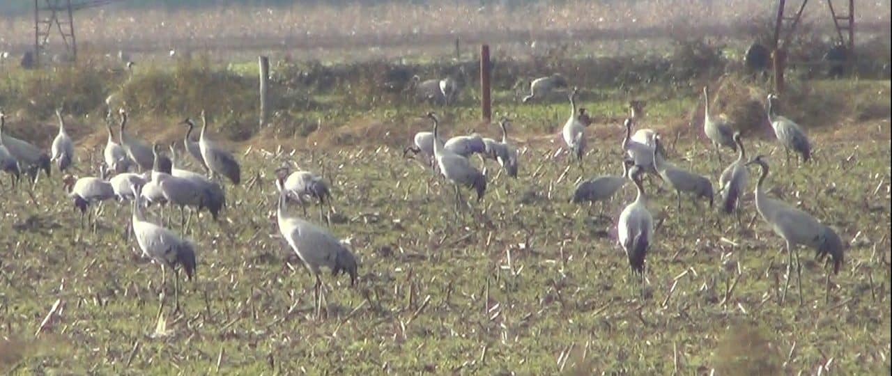 Lire la suite à propos de l’article Marche à la journée du 29 Nov. 25 – Arjuzanx