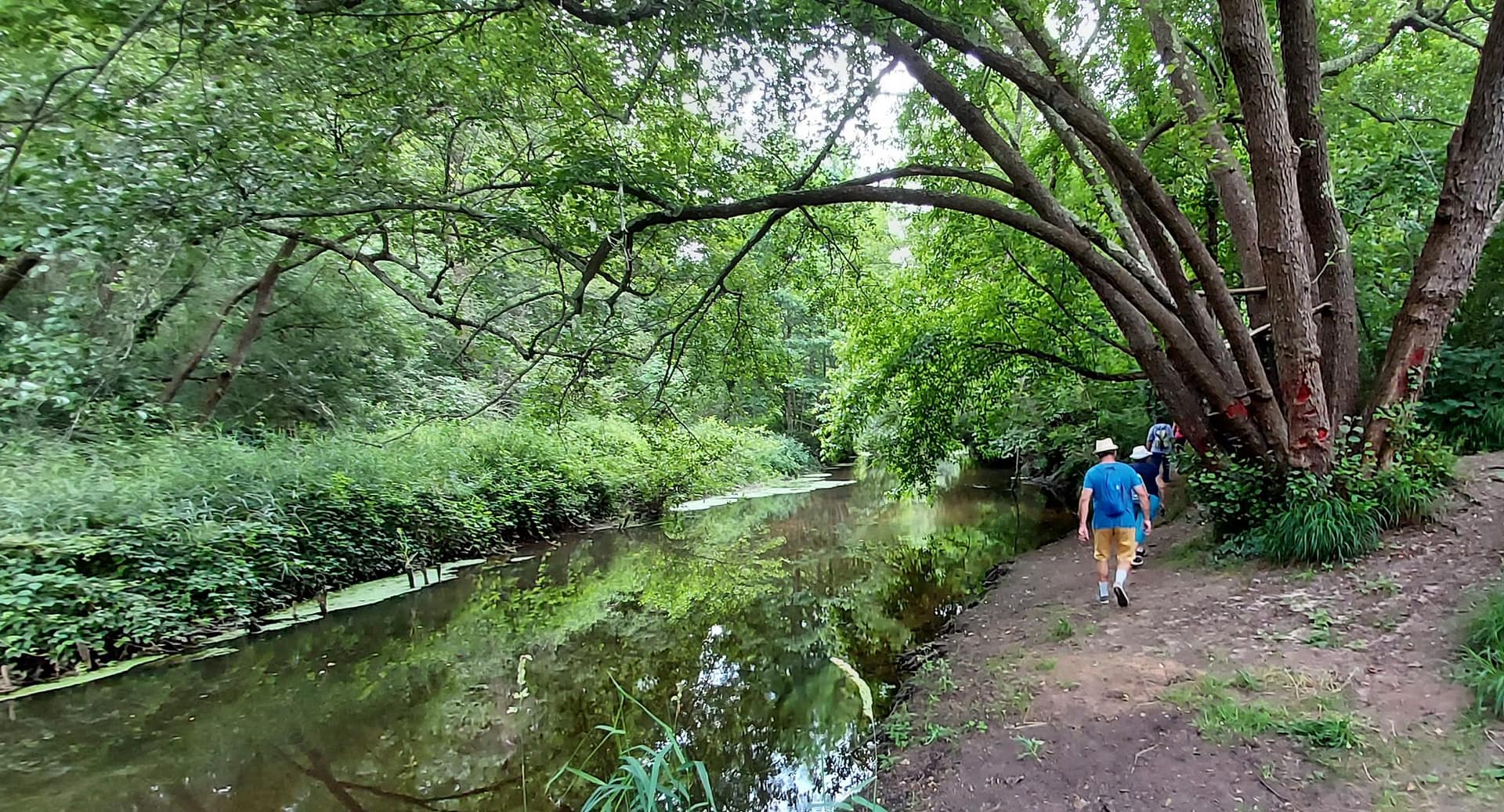 Lire la suite à propos de l’article Marche du 8 Juin – Bois des Sources Poujau de la Capère Bois du Déhès
