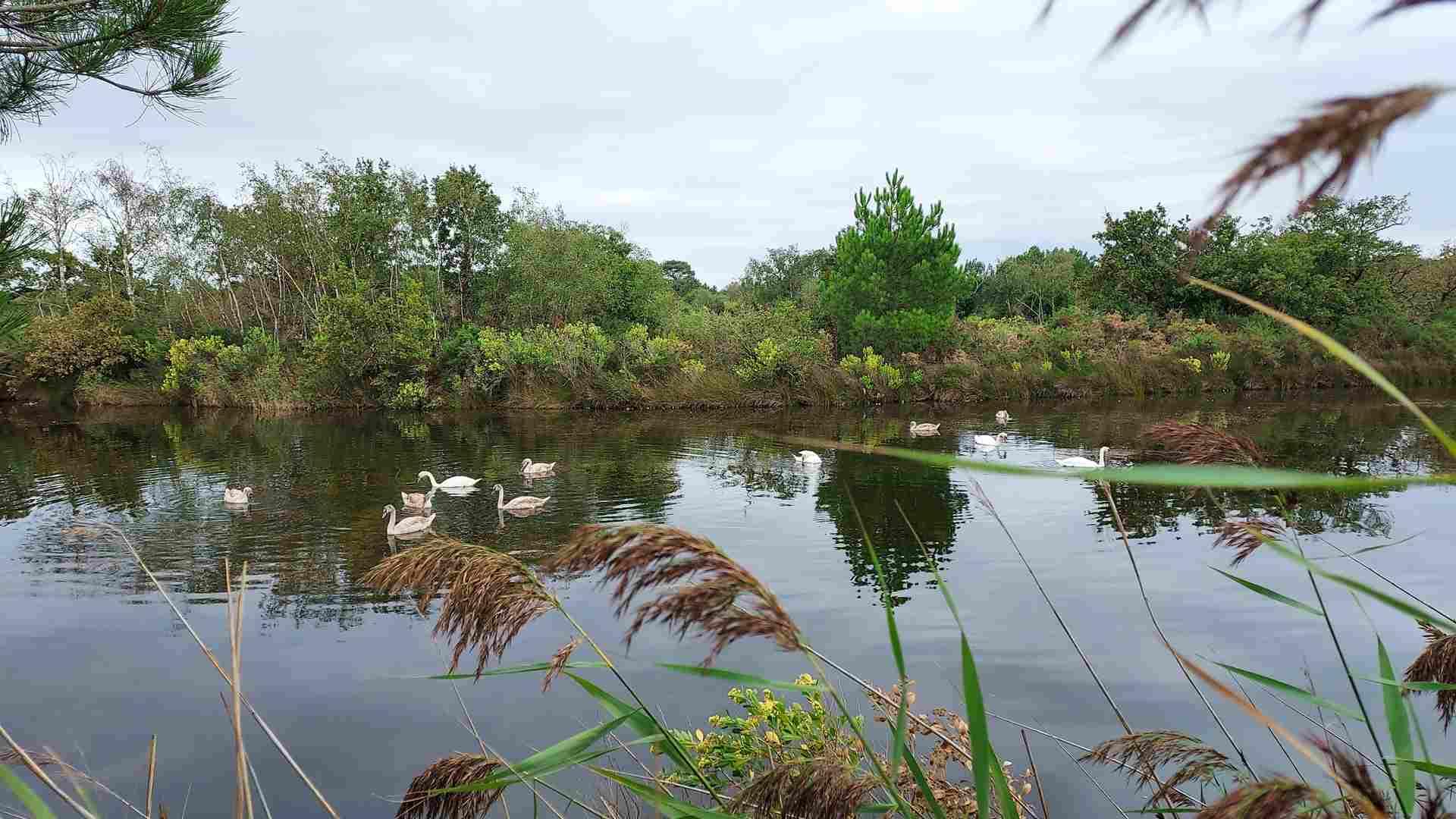 Lire la suite à propos de l’article Marche à la Journée du 13 Sept. – Le Teich – La Leyre*