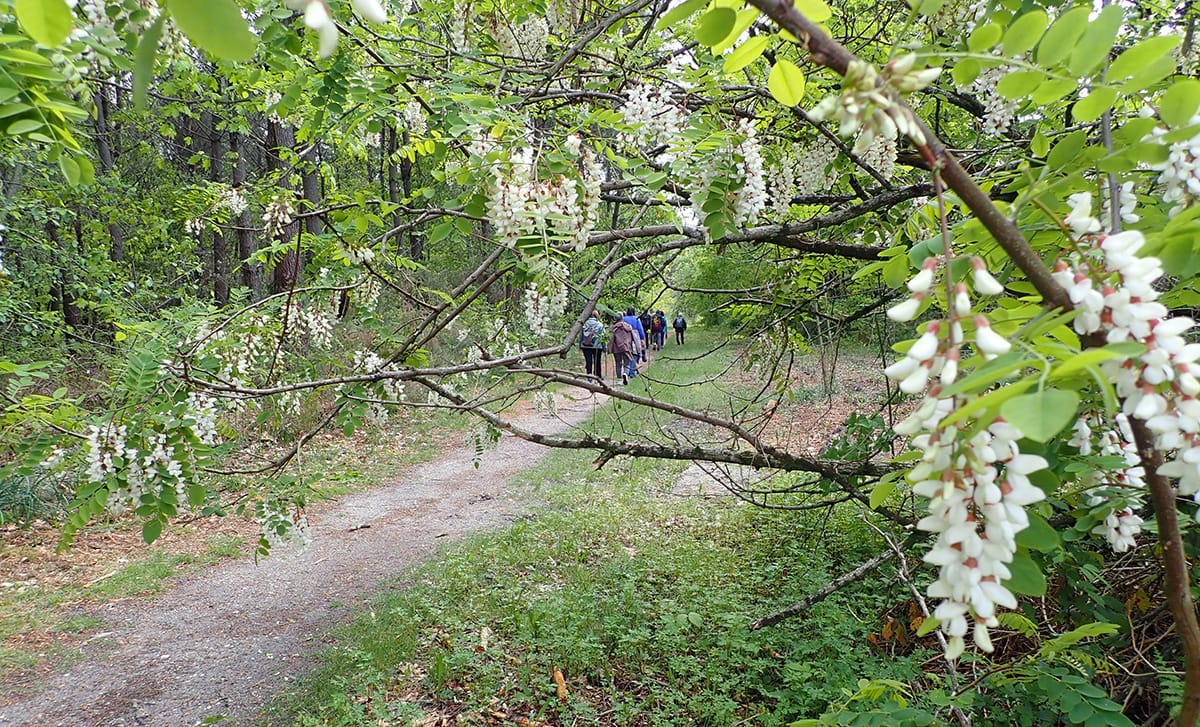 Lire la suite à propos de l’article Marche du 2 Mai 24 –  Vers Saint Aubin de Médoc