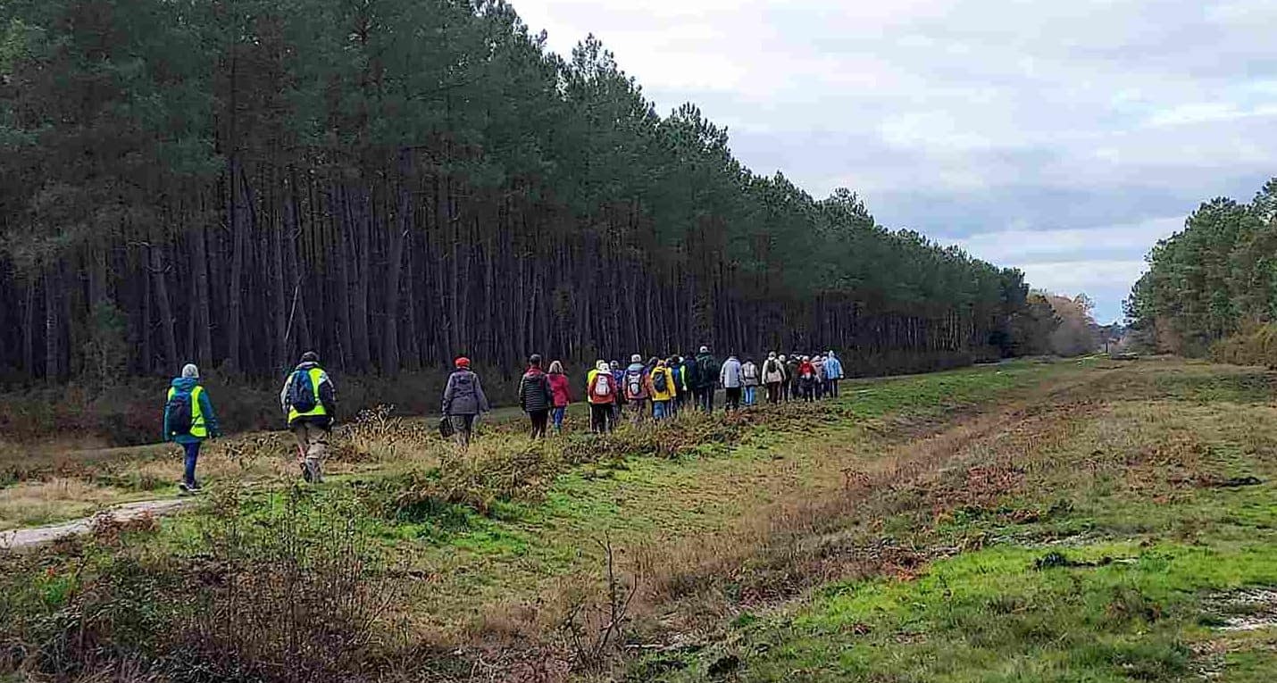 Lire la suite à propos de l’article Marche Jeudi 27 nov. 25 – St Aubin de Médoc – Les Landes.