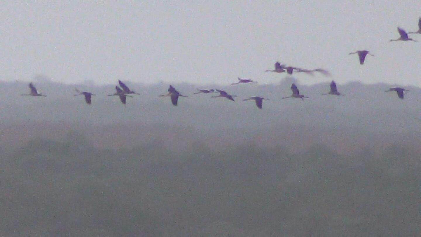 grues 14
