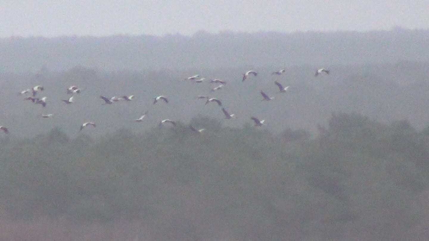 grues 22