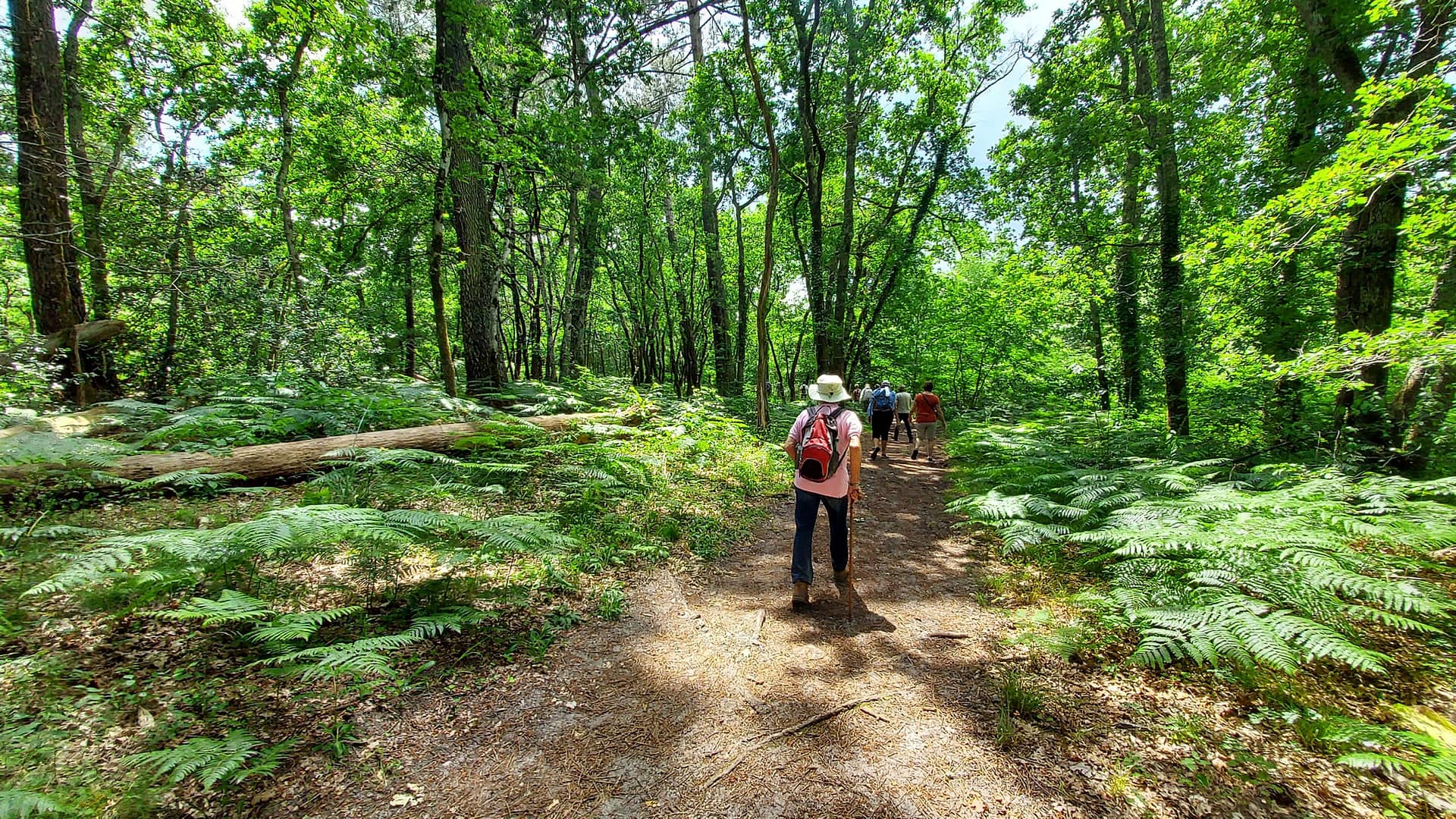 Lire la suite à propos de l’article Marche du 1er Juin 23 – Bois de Germignan & du Taillan