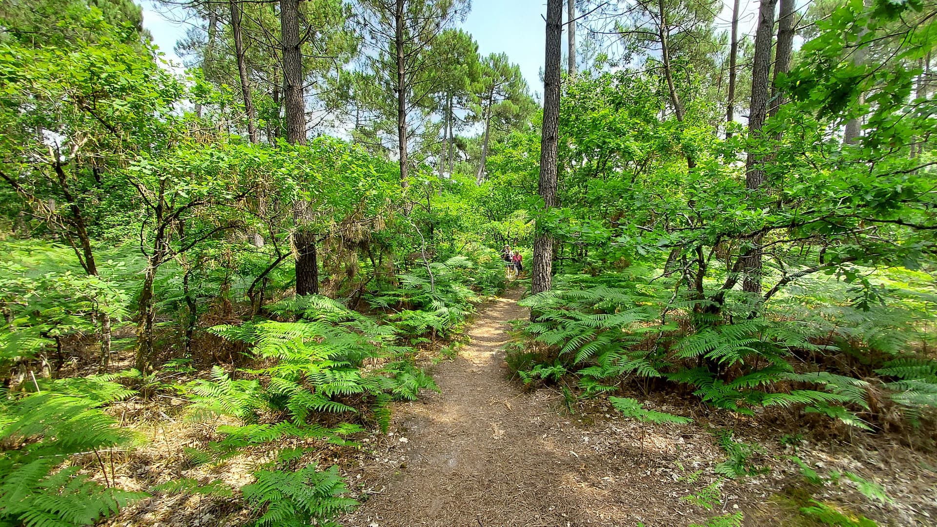 Lire la suite à propos de l’article Marche du 29 juin 23 – Bois du Taillan