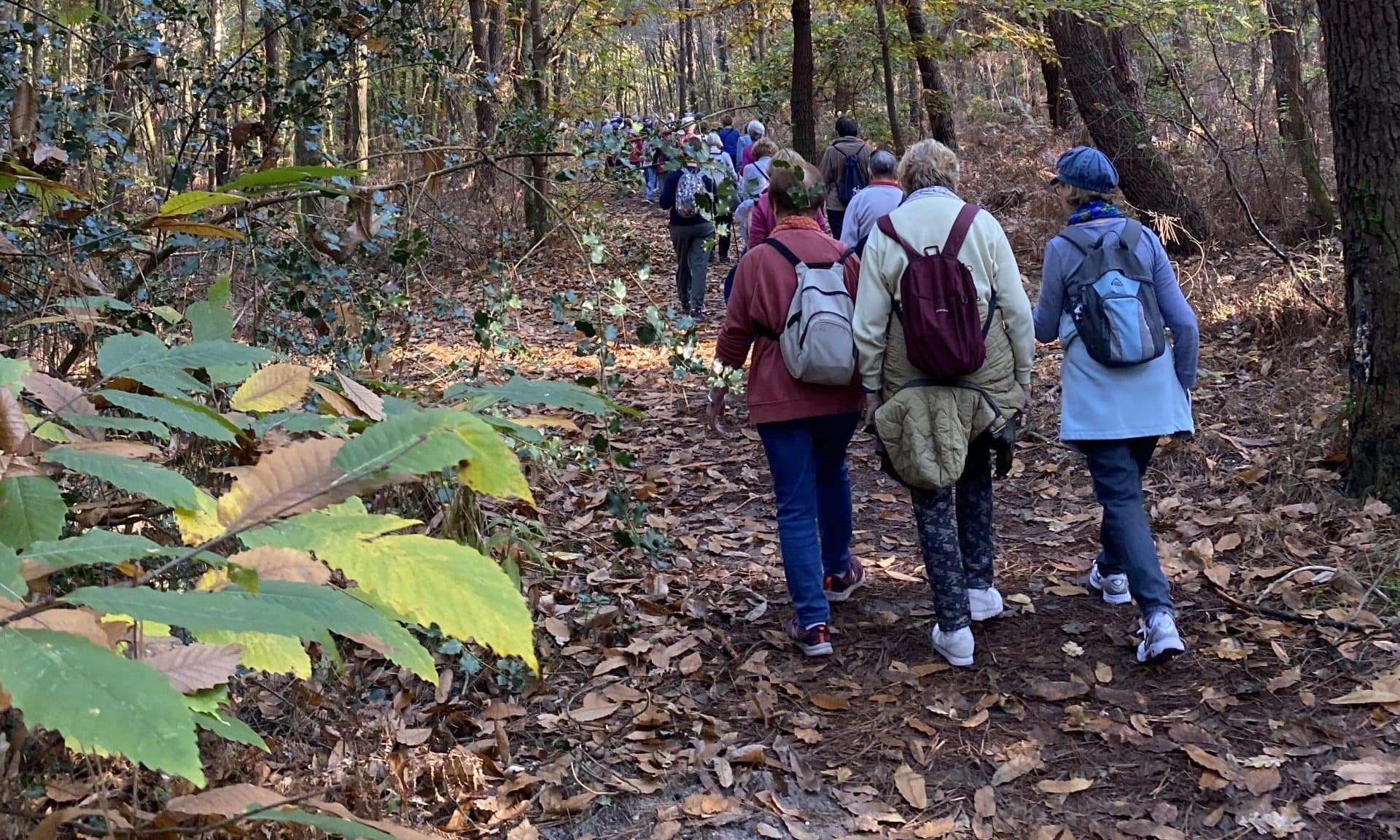 Lire la suite à propos de l’article Marche du 7 Nov. 24 – Forêt du Taillan Médoc