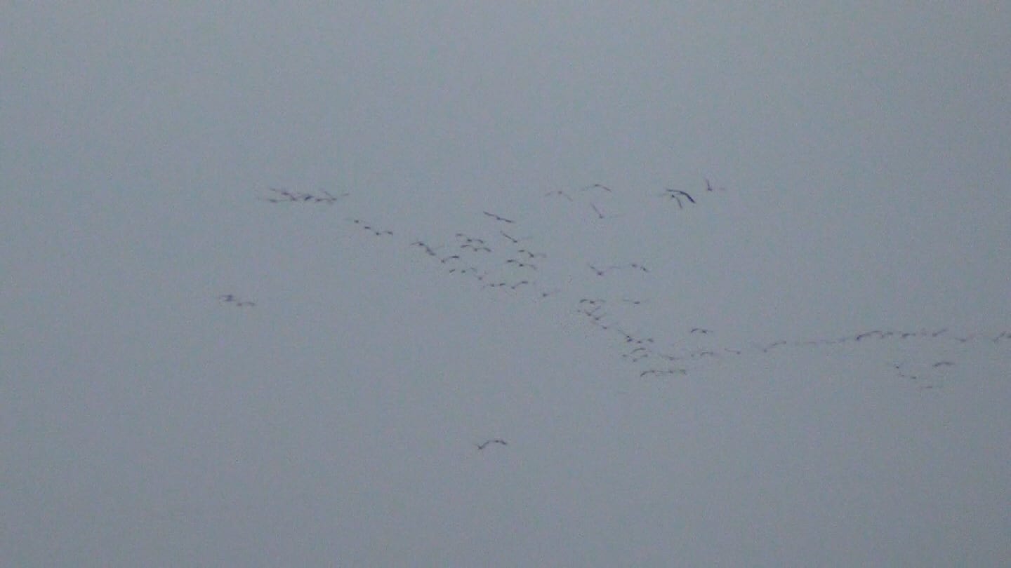 grues-27